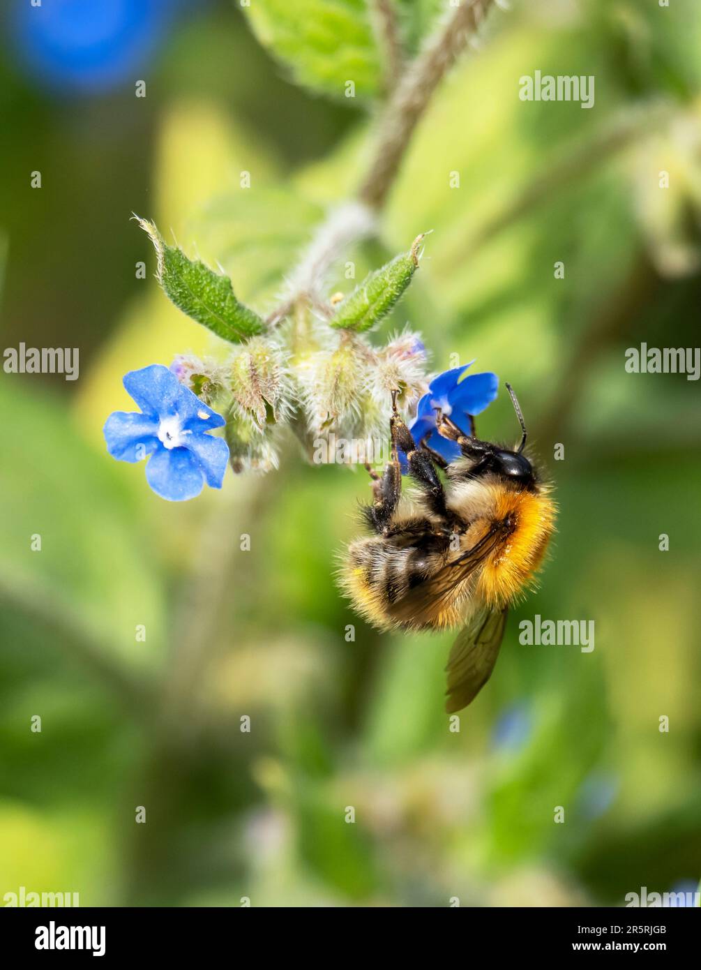 Un'ape comune del carder, Bombus pascuorum, in Austwick nelle valli dello Yorkshire Foto Stock