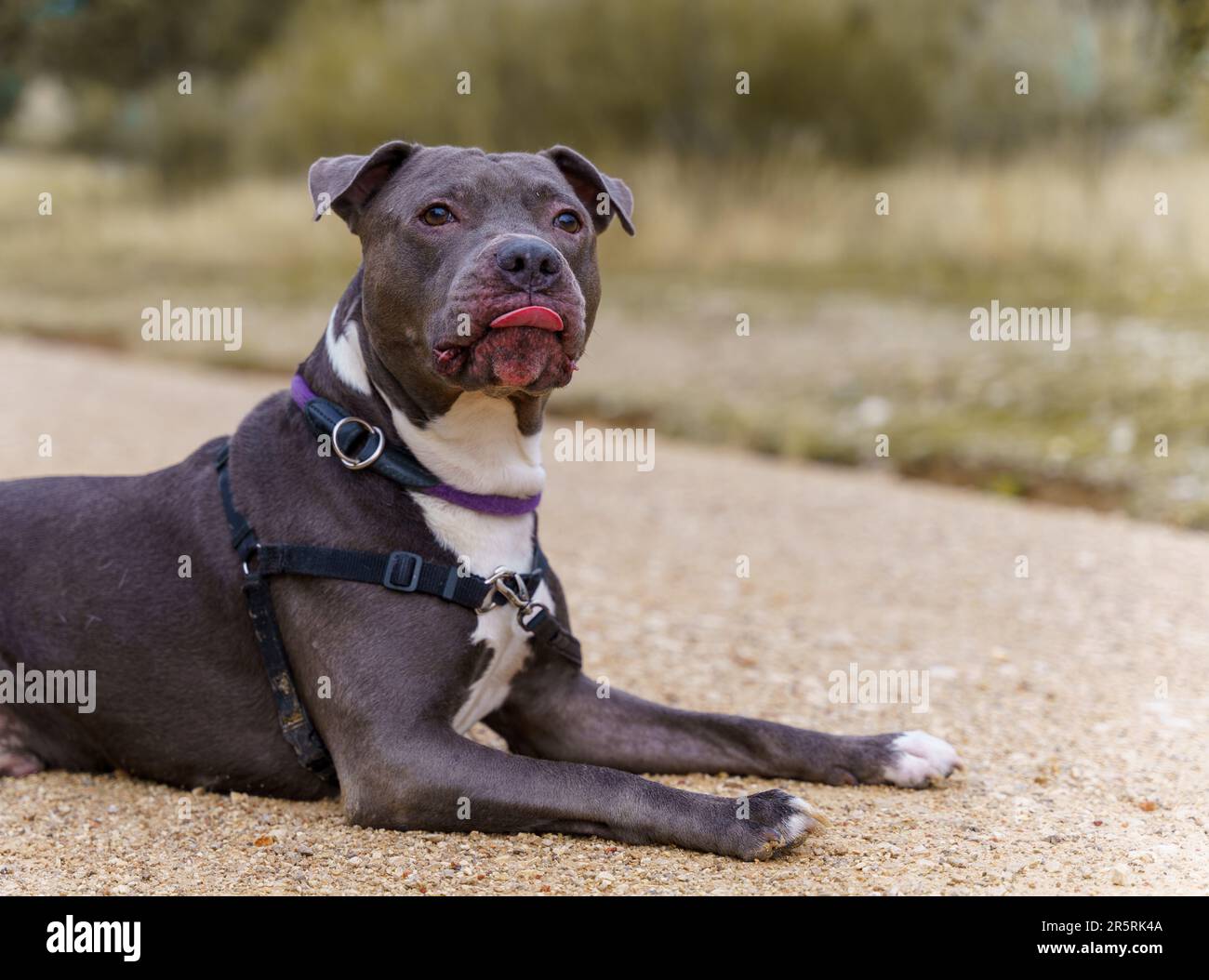 Un cane Pit bull terrier che si rilassa a terra con la sua lingua che pende fuori Foto Stock