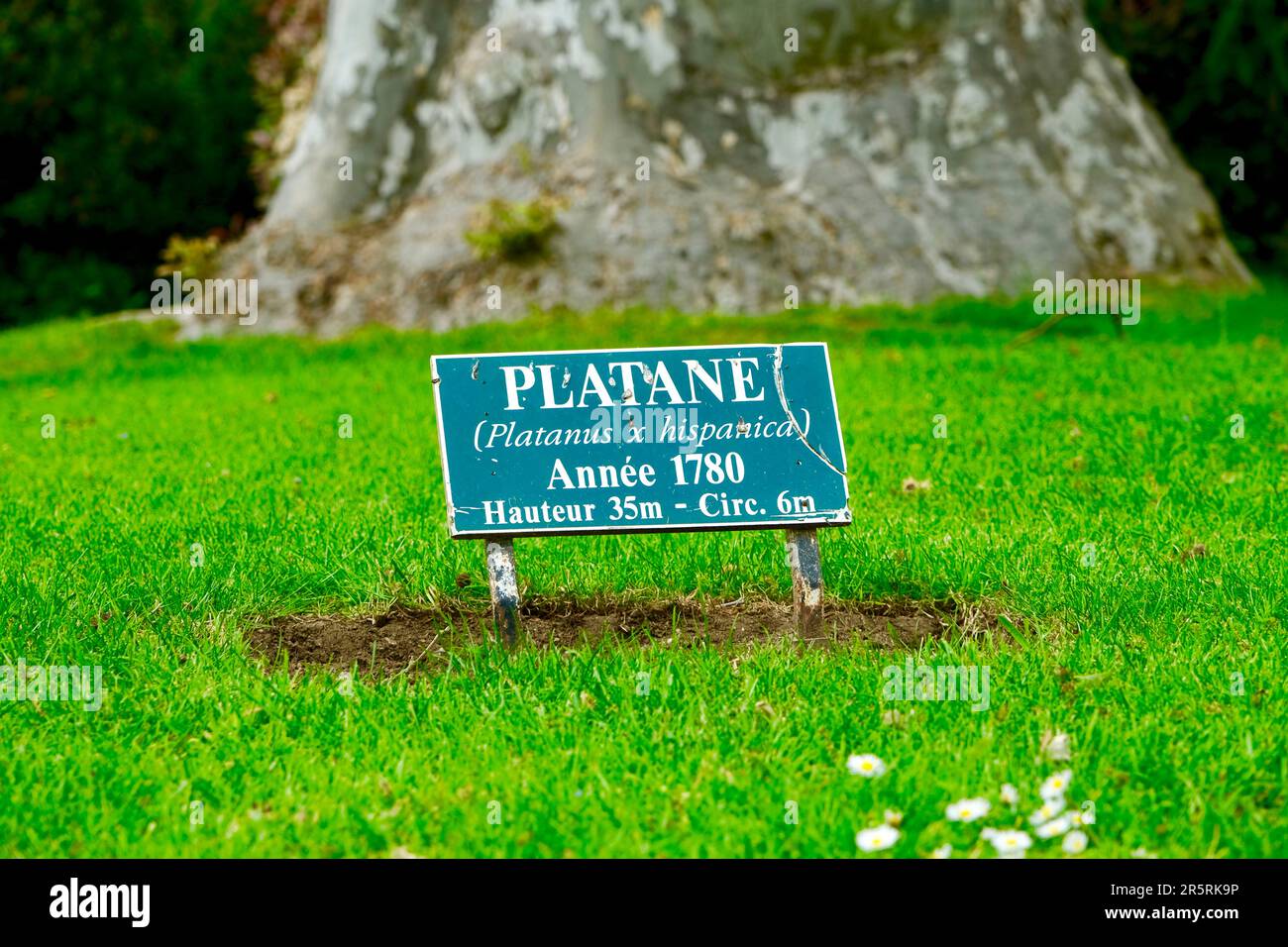 Francia, Cote d'Or, Marmagne, l'Abbazia cistercense di Fontenay, patrimonio mondiale dell'UNESCO, platano risalente al 1780 Foto Stock