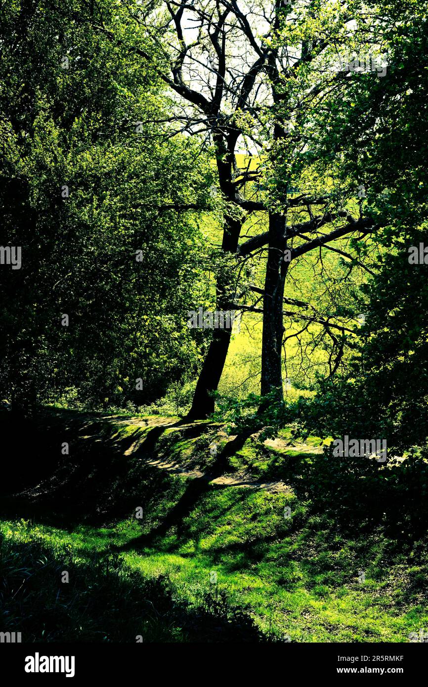 Cissbury Ring - West Sussex UK Foto Stock