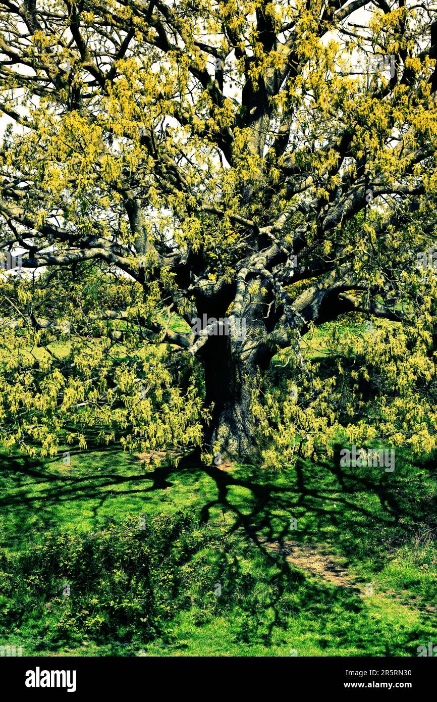 Cissbury Ring - West Sussex UK Foto Stock