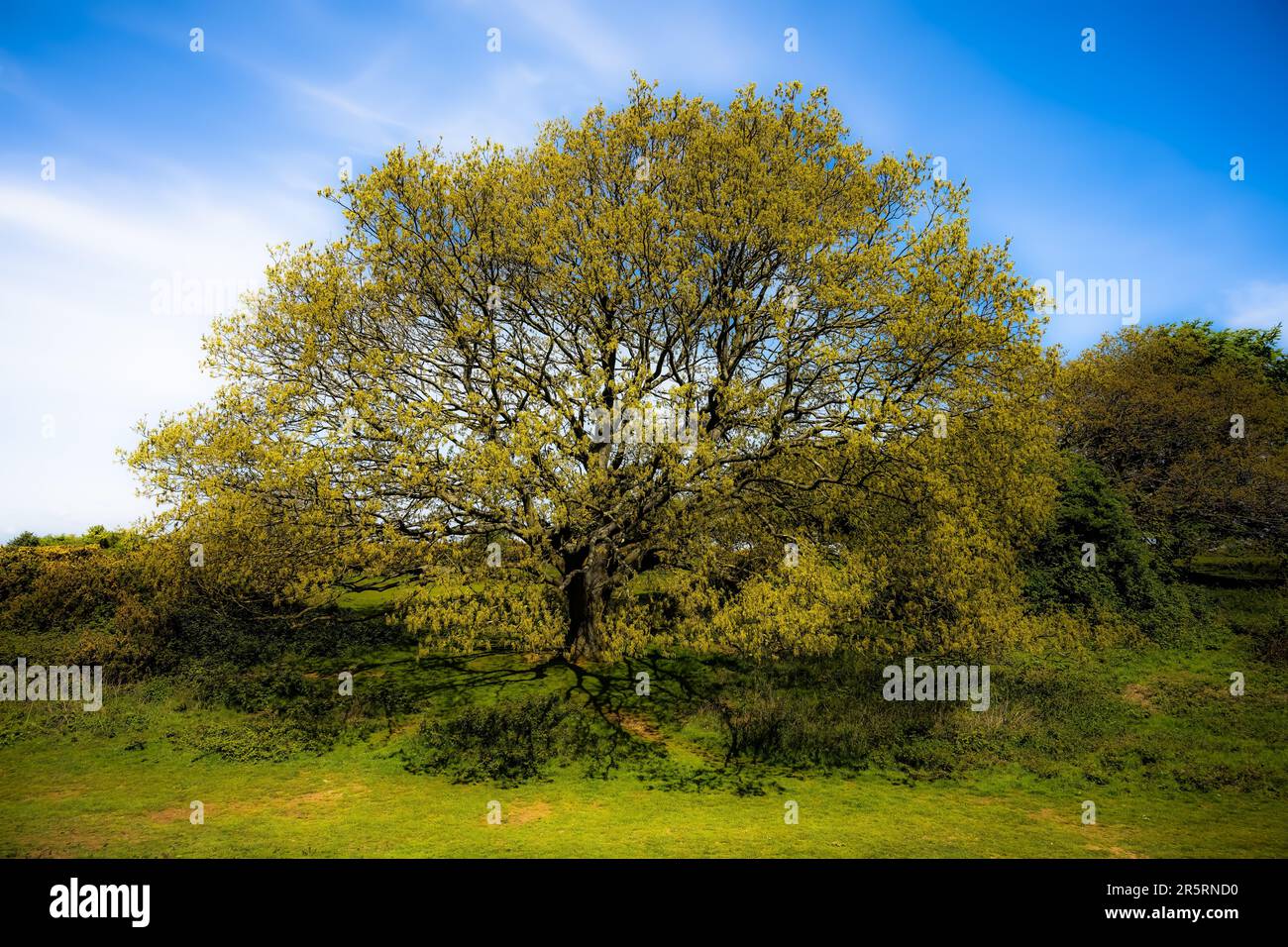 Cissbury Ring - West Sussex UK Foto Stock