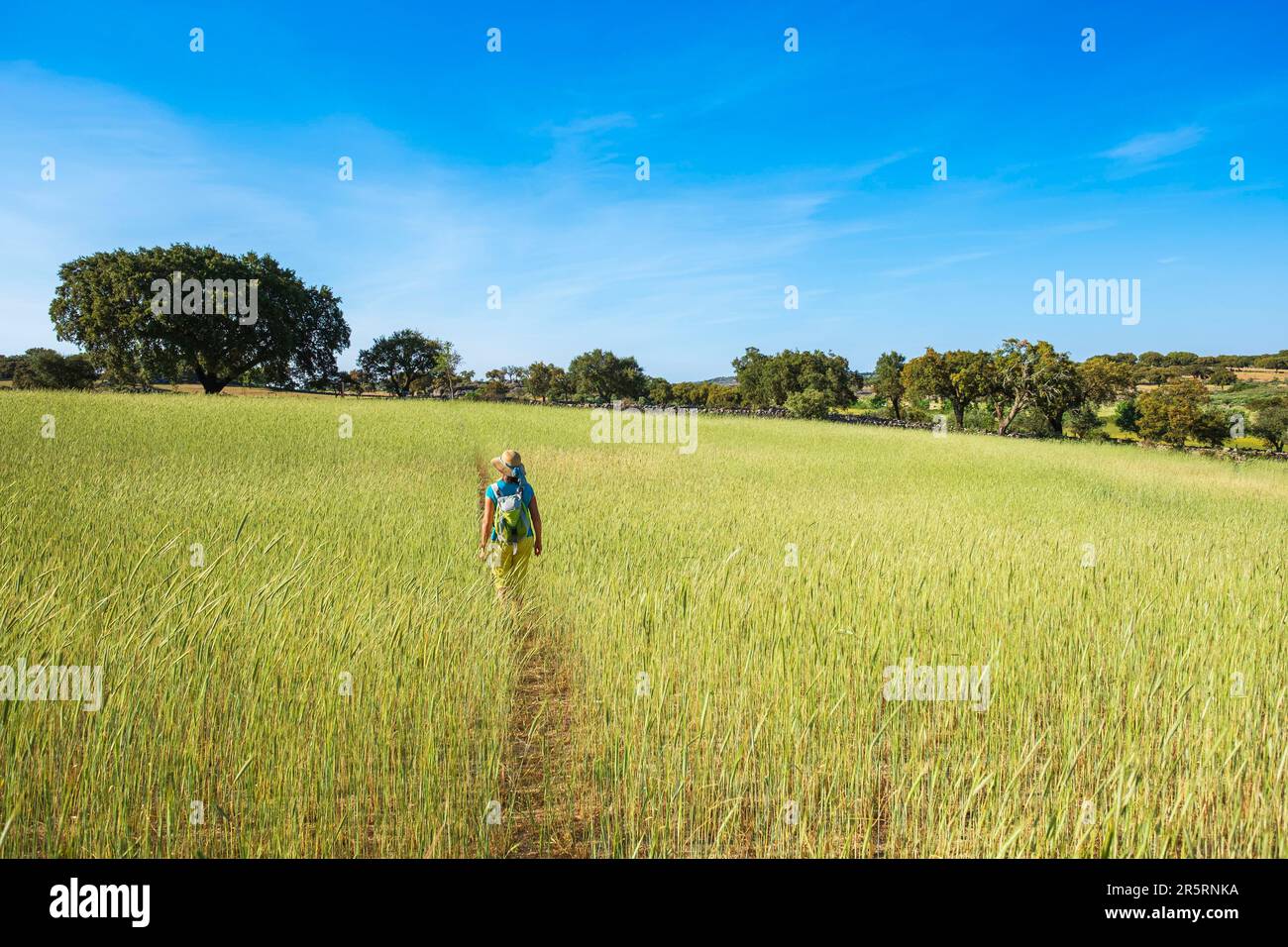 Portogallo, regione di Alentejo, dintorni di Castelo de vide, campo di segale Foto Stock