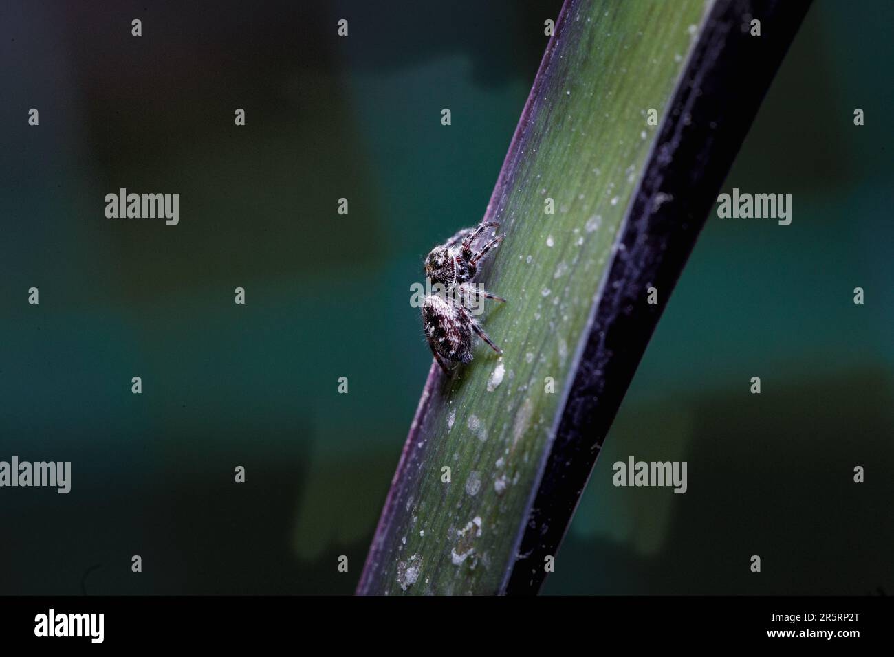 Un macro shot di un Putnam Jumping Spider Foto Stock