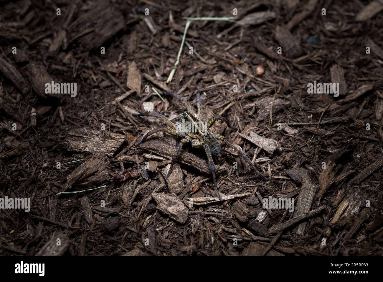 Un Macro Shot di un Wolf Spider che striscia per terra. Foto Stock