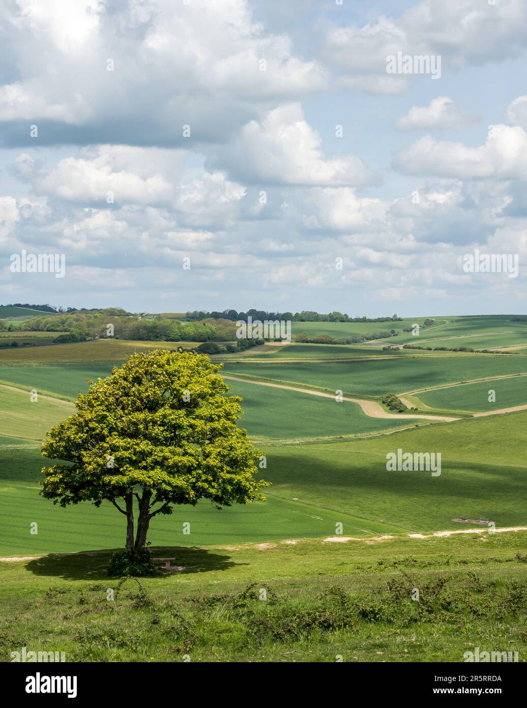 Cissbury Ring - West Sussex UK Foto Stock