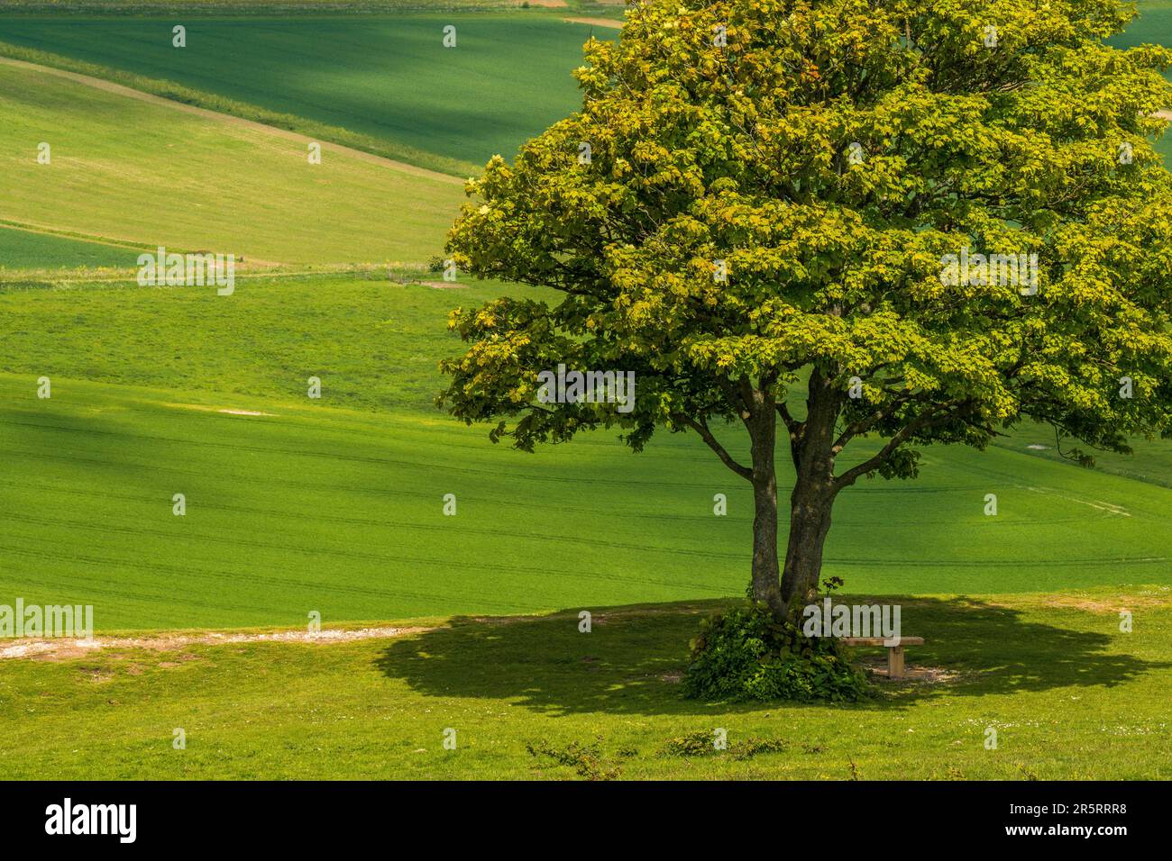 Cissbury Ring - West Sussex UK Foto Stock