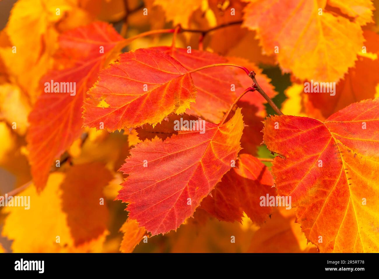 primo piano di giallo con foglie rosse in autunno Foto Stock