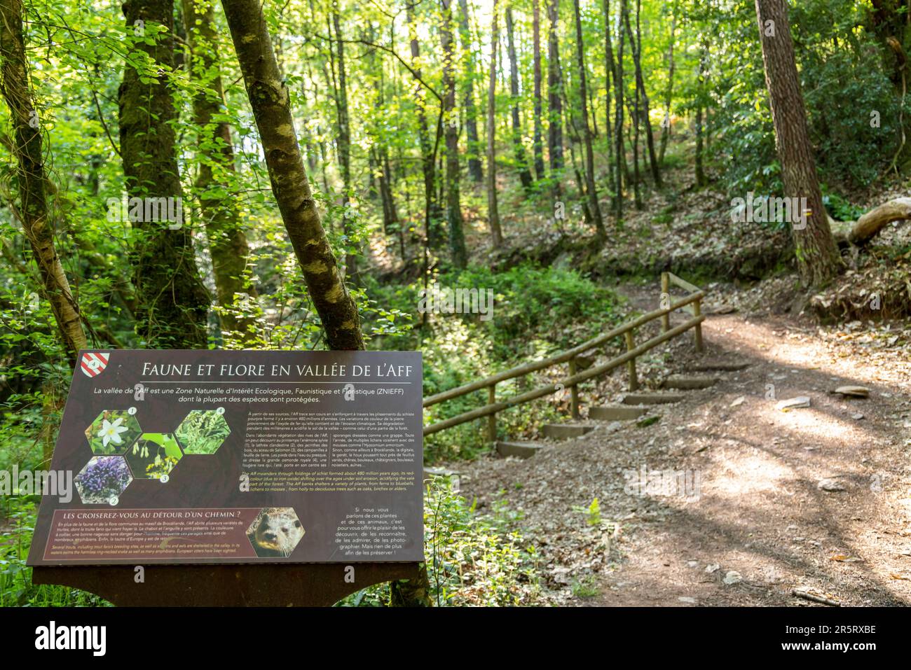 Francia, Morbihan, Beignon, l'area di interesse della fauna e della flora nella valle di Aff nella foresta di Broceliande Foto Stock