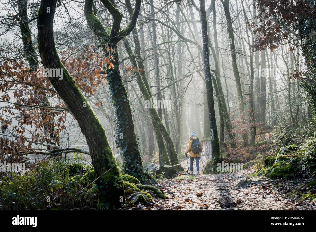 Francia, Morbihan, Saint-Aignan, escursione invernale nella foresta di Quenecan Foto Stock