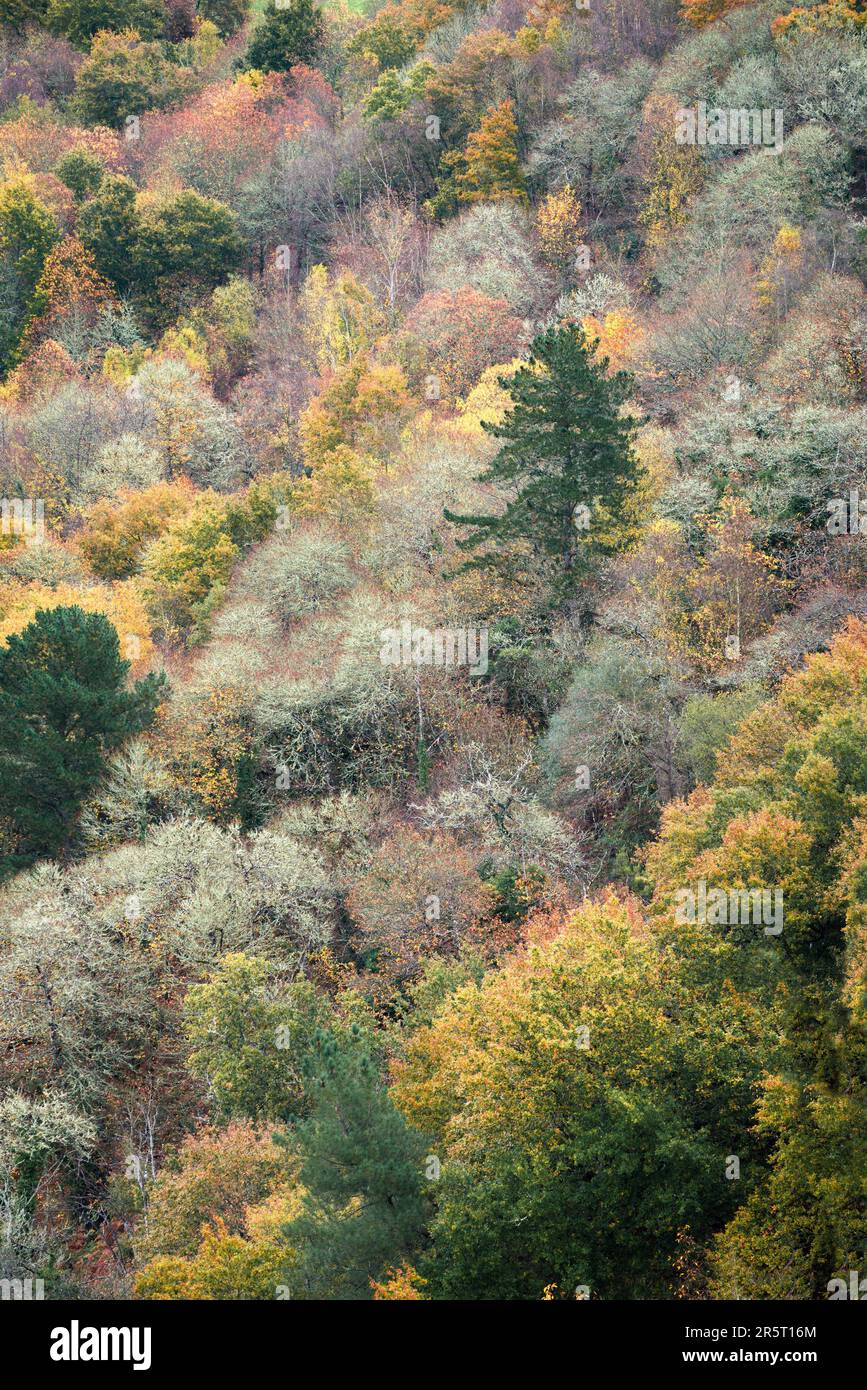 Foresta autunnale con predominanza di tonalità giallastre vicino a Foligoso in Courel Lugo Galizia Foto Stock