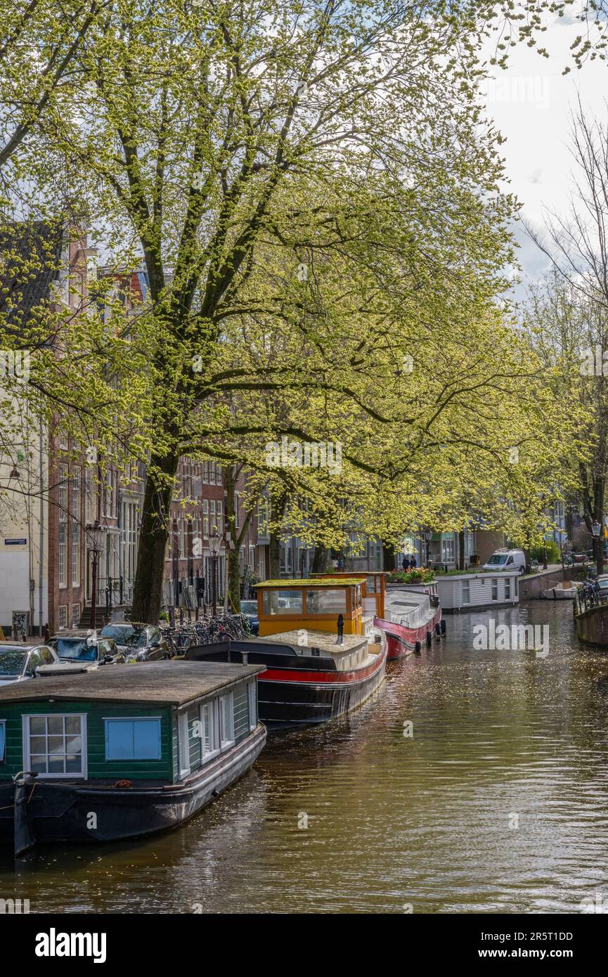 Olanda, Amsterdam, centro città, quartiere Raamgracht Foto Stock