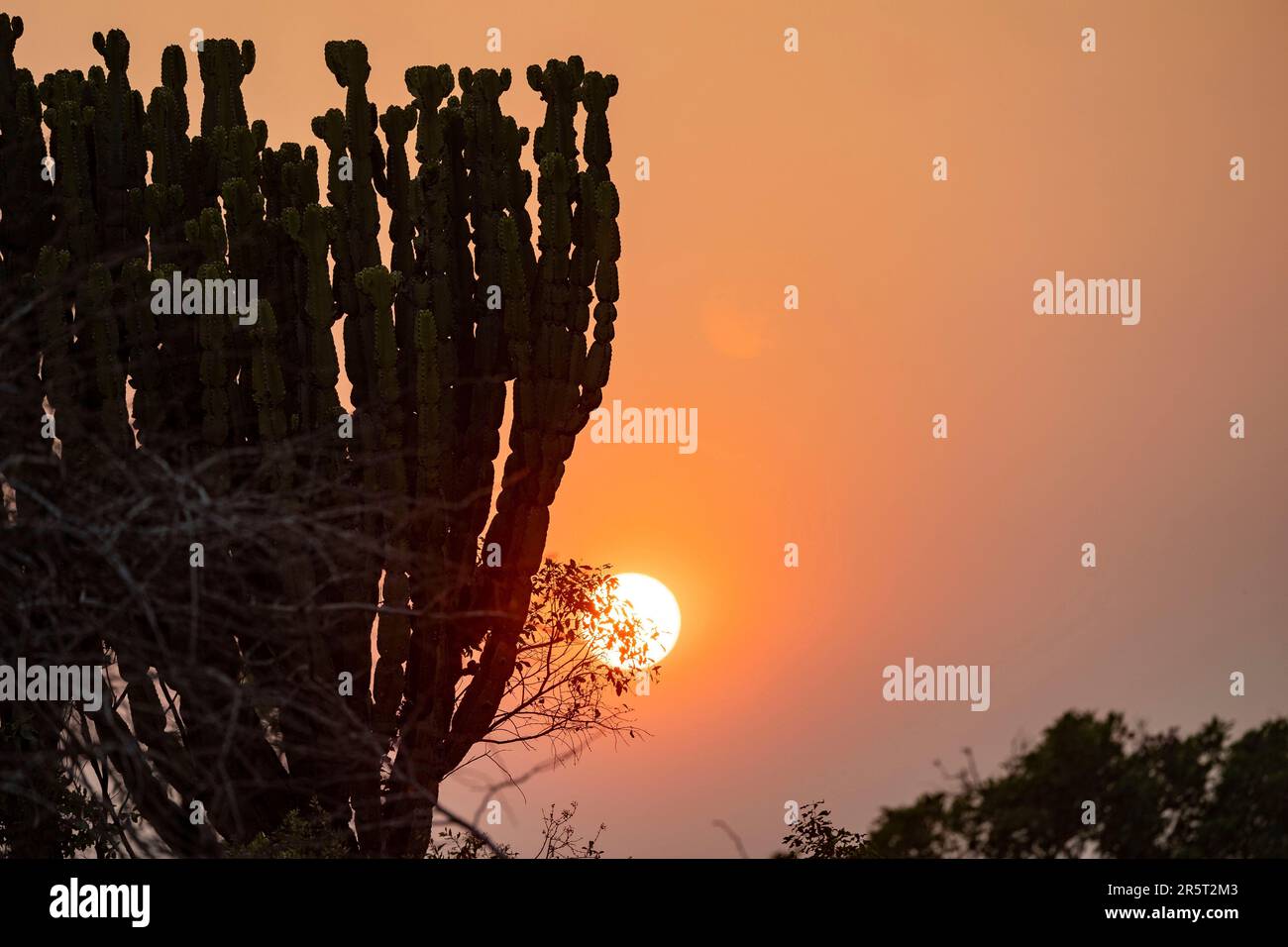 Zambia, Parco nazionale di Kafue, albero di Candelabra (Euphorbia candelabrum) all'alba Foto Stock