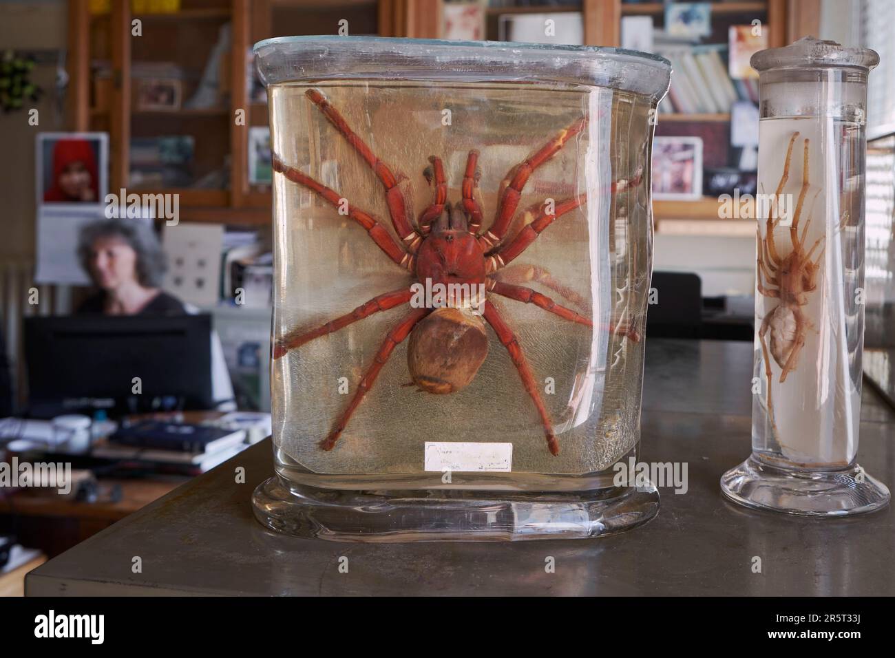 Francia, Parigi, Museo Nazionale di storia naturale, laboratorio di Arachnology, Christine Rollard, insegnante ricercatore araneologo, responsabile per la conservazione della collezione di ragni, Theraphosa blondi (Goliath birdeater o Goliath tarantula, e un Solifuge noto come ragno di cammello, scorpione del vento o ragno del sole Foto Stock