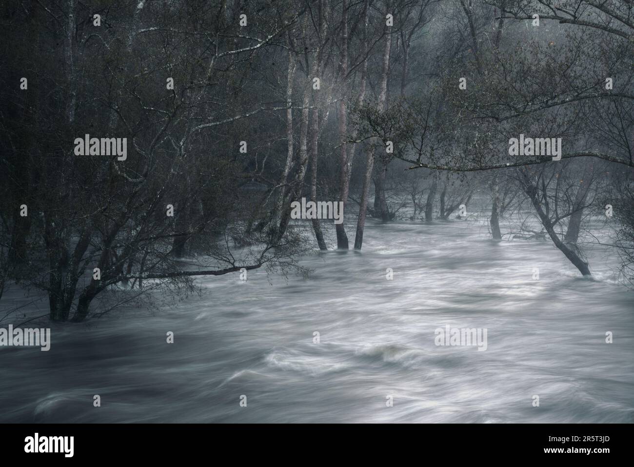 L'alluvione del fiume dopo le forti piogge allagano le foreste riparie del fiume Minho vicino a Lugo Galizia Foto Stock
