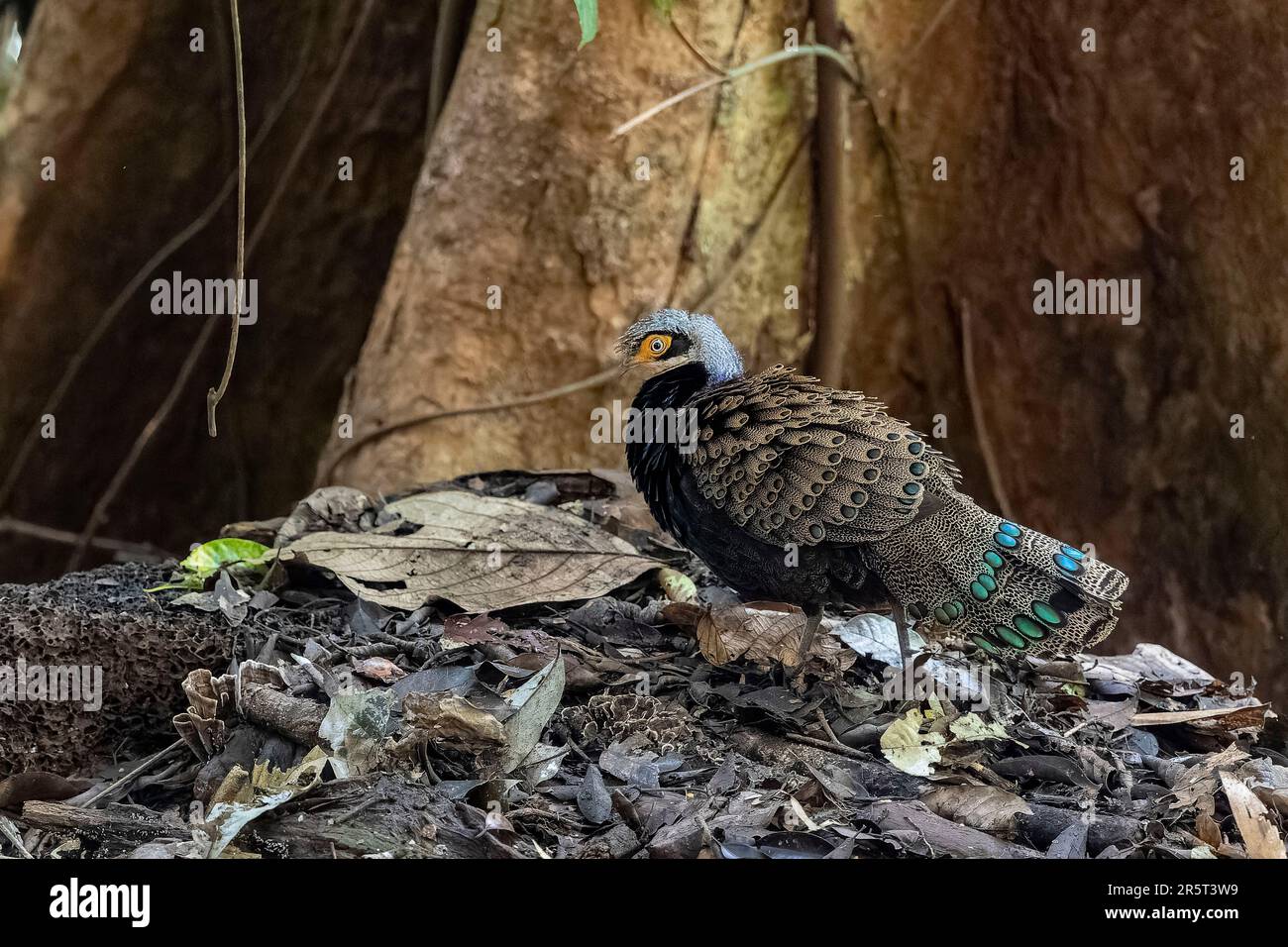 Malesia, Borneo, Sabah, foresta primaria, immagine molto rara di un fagiano di pavone (Polyplectron schleiermacheri), maschio Foto Stock