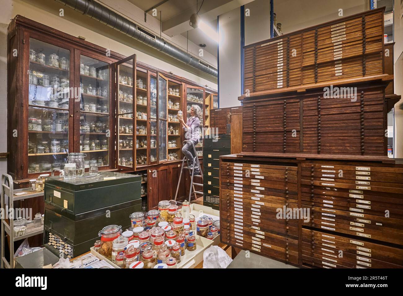 Francia, Parigi, Museo Nazionale di storia naturale, laboratorio di Arachnology, Christine Rollard, insegnante ricercatrice araneologa, responsabile della conservazione della collezione di ragni. Circa 26.000 specie di ragni, di cui circa 12.000 tipi, sono presenti nel museo. Questa storica collezione di aracnidi è una delle più grandi collezioni al mondo in quasi tutti gli ordini. Foto Stock