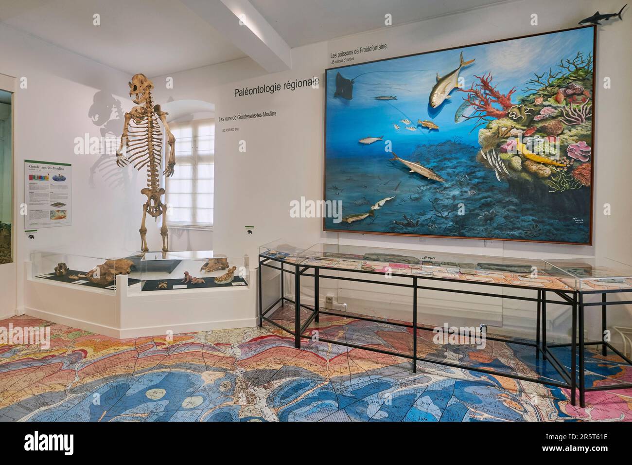 Francia, Doubs, Montbeliard, Museo del Castello, Museo, castello dei duchi di Wurtemberg, galleria di storia naturale Cuvier, collezioni di paleontologia regionale, scheletro di un orso grotta Foto Stock