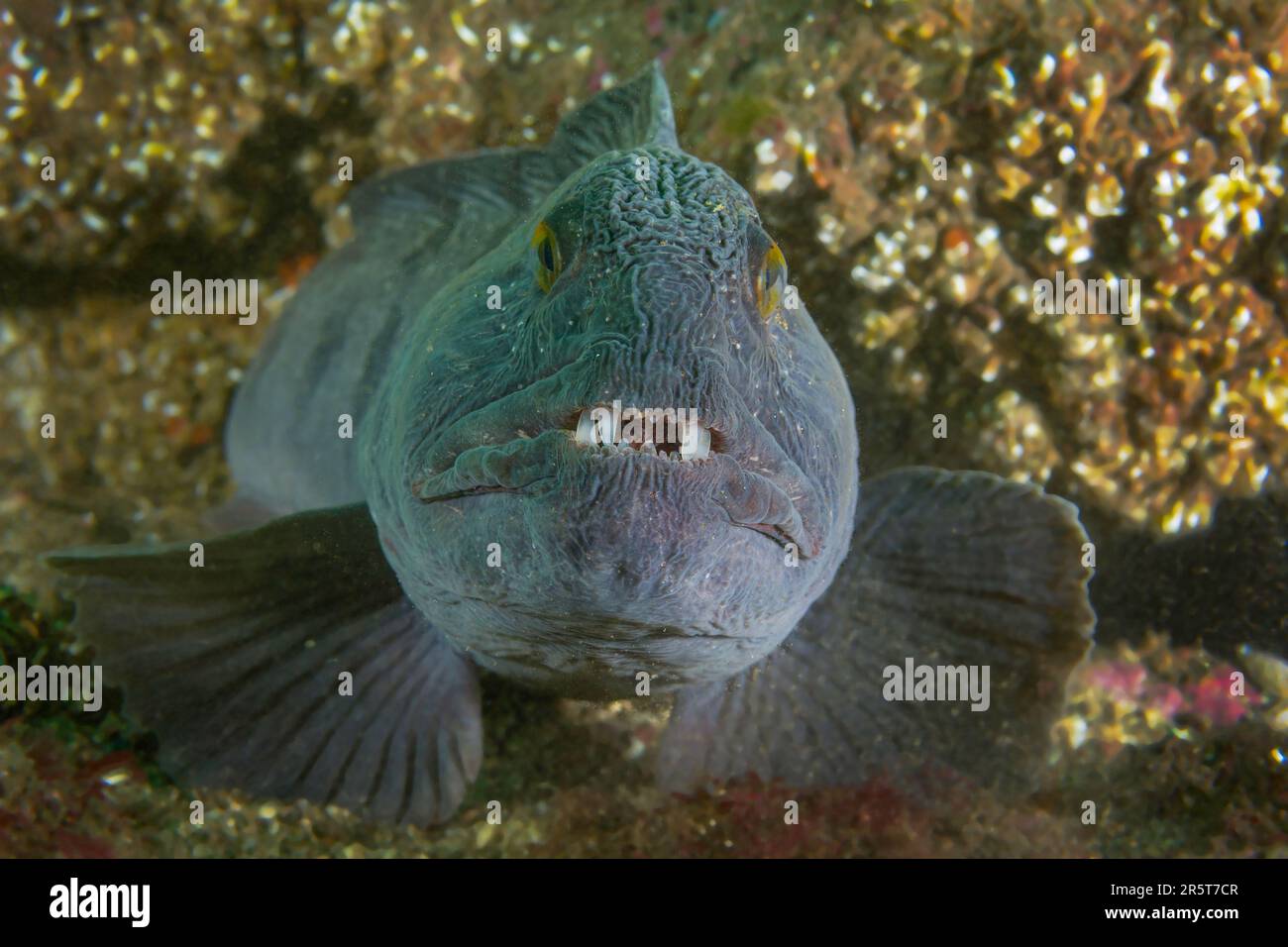 Wolffish incontri a St. Abbs Scozia Foto Stock