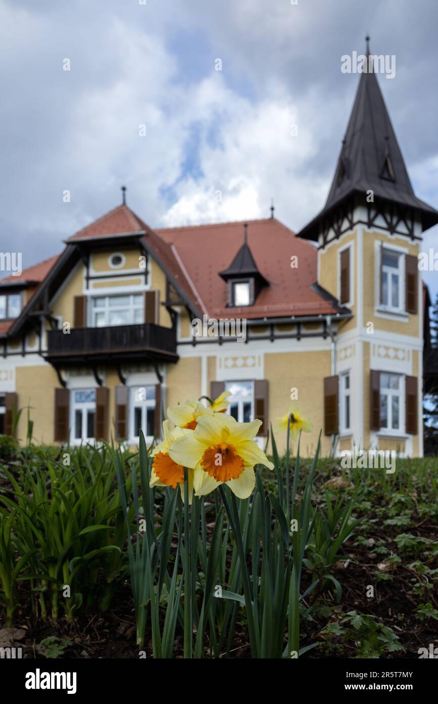 narcisi gialle in un prato sullo sfondo di un bellissimo castello Foto Stock