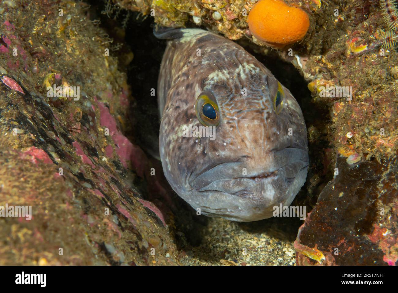 Wolffish incontri a St. Abbs Scozia Foto Stock