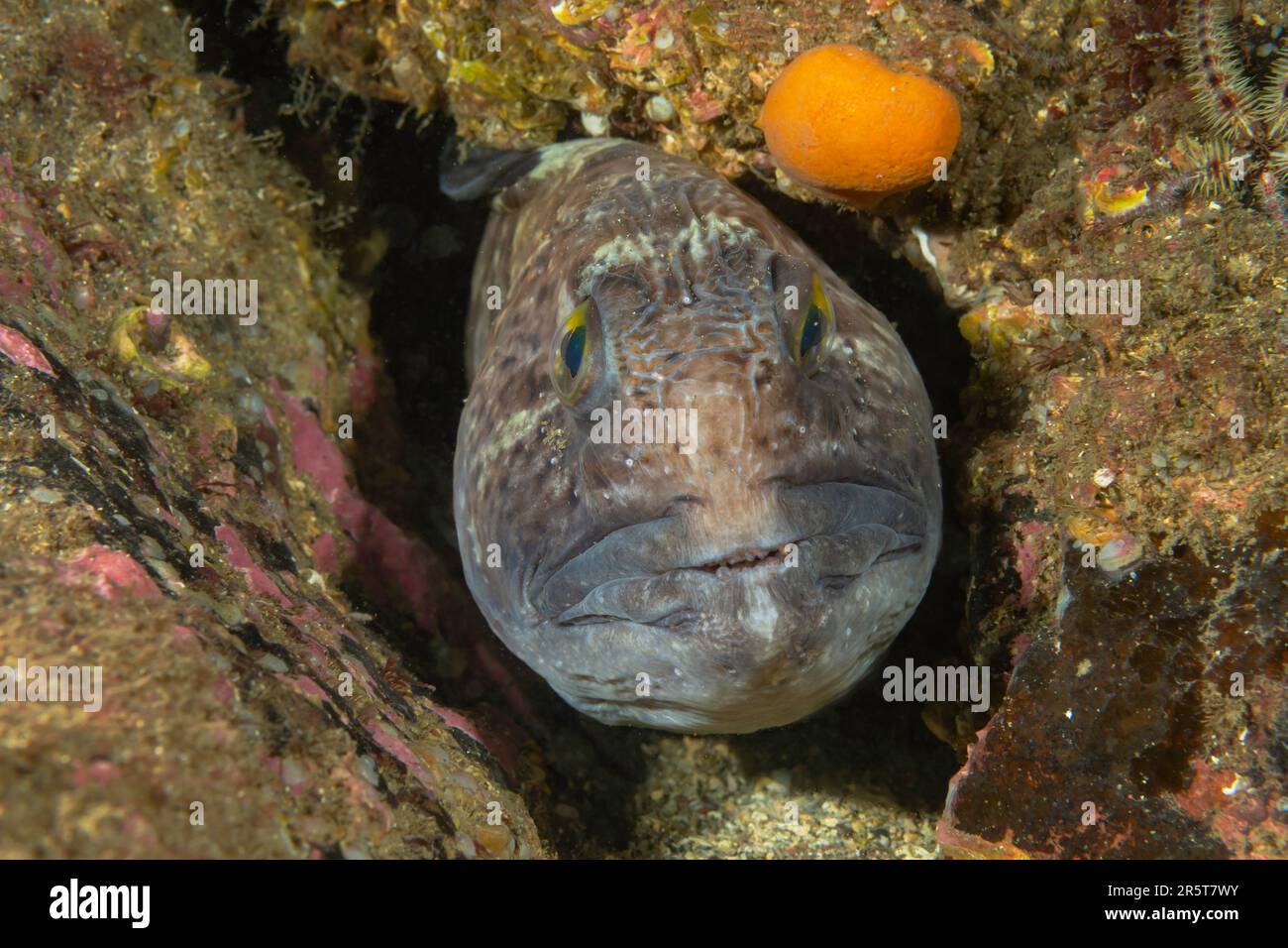 Wolffish incontri a St. Abbs Scozia Foto Stock