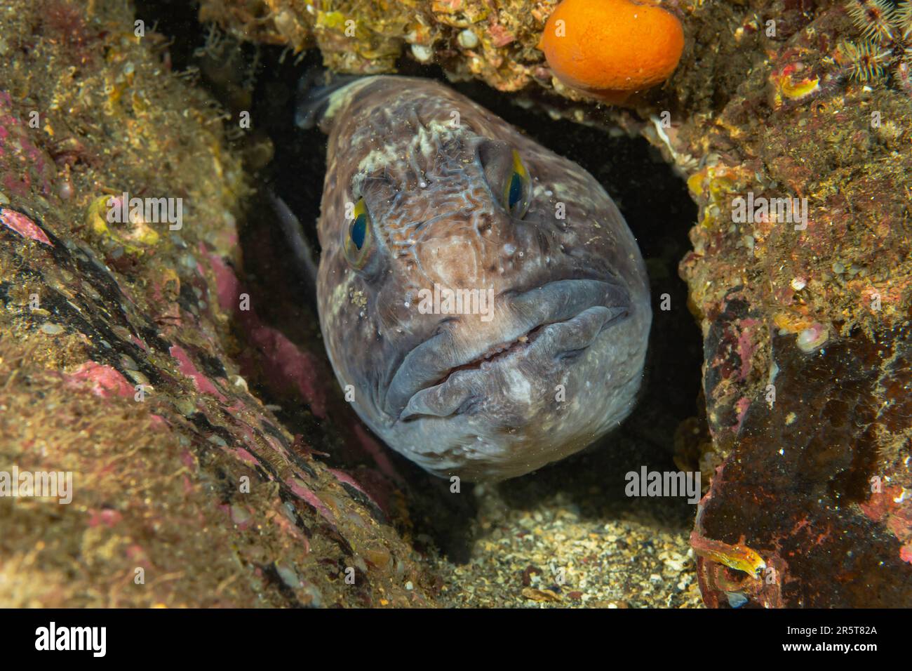 Wolffish incontri a St. Abbs Scozia Foto Stock