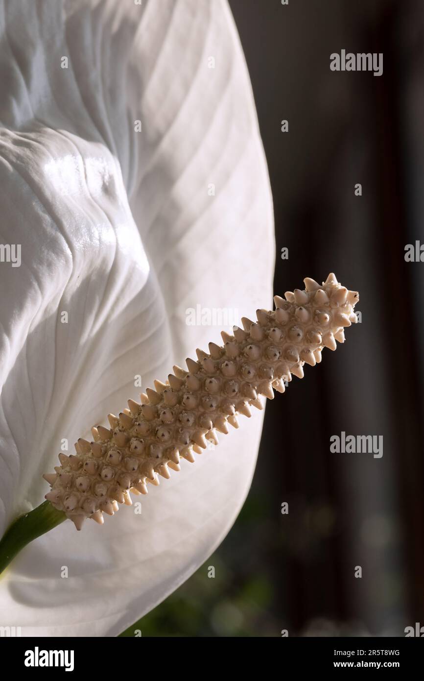 fiore di calla bianco con macro di pistillo grande Foto Stock