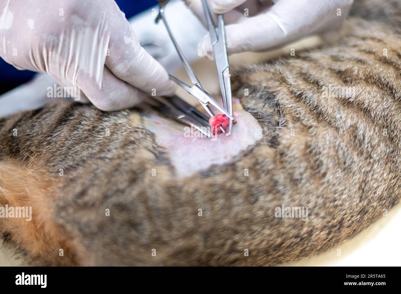 Mani del veterinario con guanti che tengono e tagliano i testicoli di gatto. Foto Stock