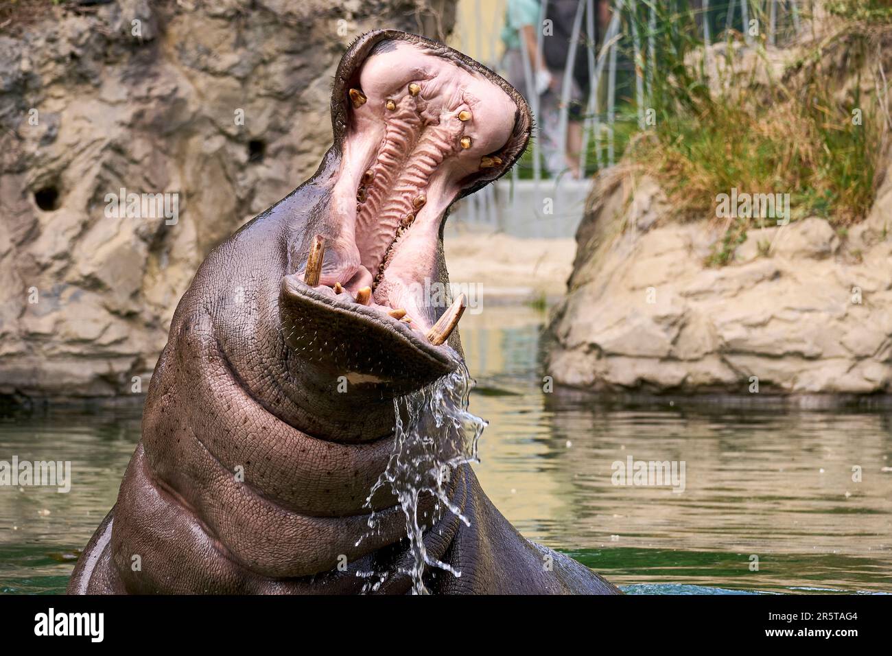 Un primo piano di un grande ippopotamo grigio in piedi in acqua con la bocca aperta con uno sfondo sfocato Foto Stock