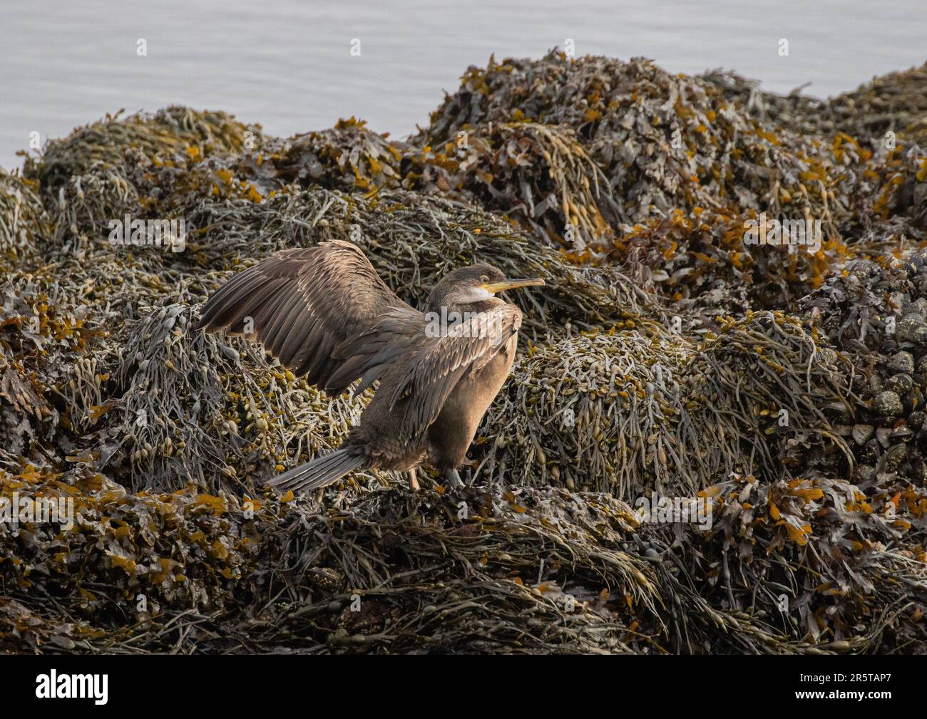 Un giovane cormorano (Phalacrocorax carbo) che si asciuga sulle rocce coperte di alghe sull'estuario di Clifden Connemara. Foto Stock