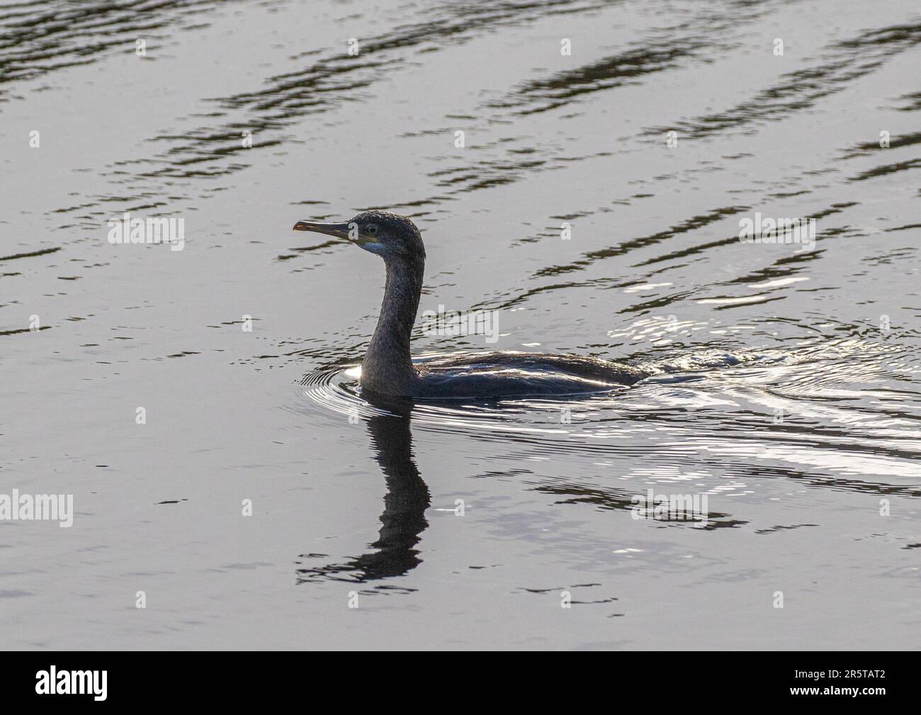 Un giovane cormorano (Phalacrocorax carbo) che nuota in basso nell'acqua sull'estuario di Clifden Connemara. Foto Stock