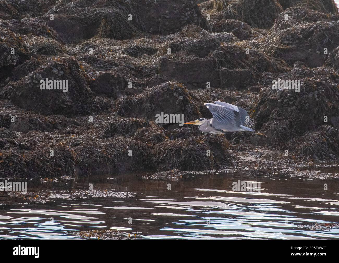 Un airone grigio (Ardea cinerea), in volo sull'estuario del fiume Owenglen. Le rocce ricoperte di alghe marine, Bladder wrack . Connemara, Irlanda. Foto Stock