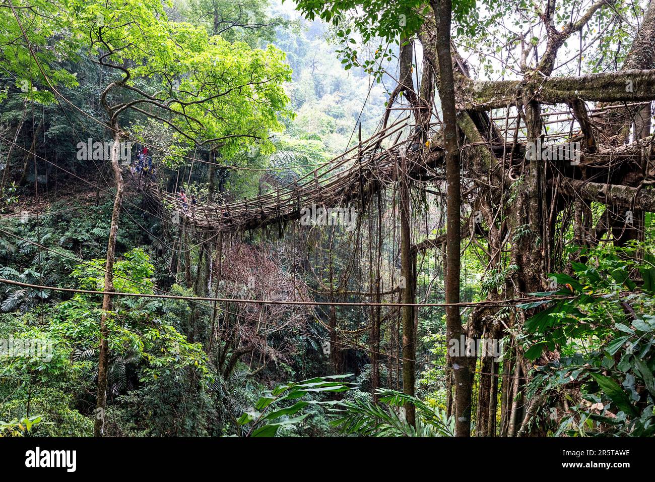Spettacolare ponte a radice vivente Rangthylliang nella regione di Cherrapunji, Meghalaya, India nord-orientale. È considerato il ponte di radice vivente più lungo Foto Stock