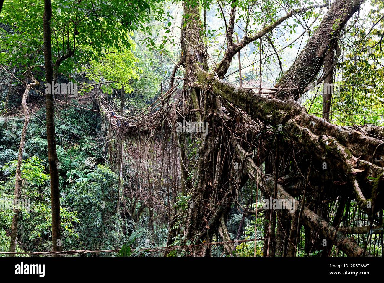 Radica viva fatta a mano ponte Rangthylliang nella regione di Cherrapunji, Meghalaya, nord-est dell'India. È considerato il ponte di radice vivente più lungo Foto Stock