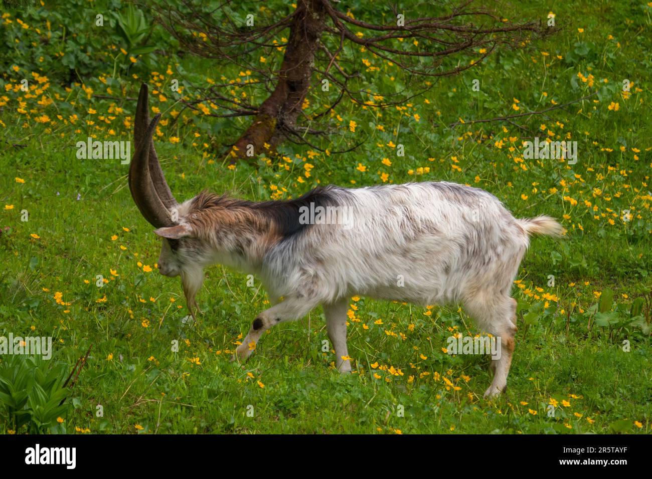 vecchio buck di capra con corna lunghe su un prato verde Foto Stock