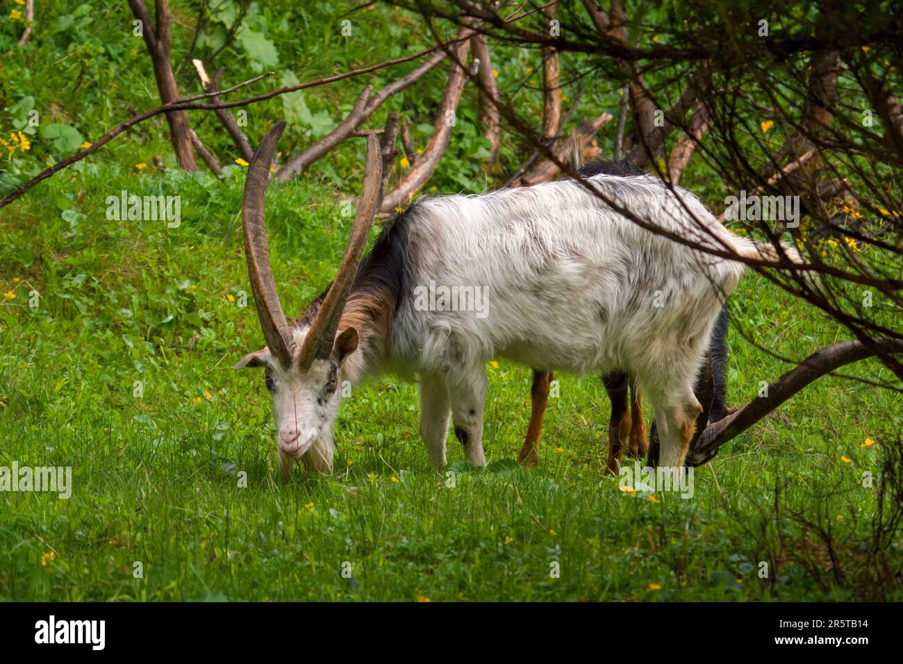 vecchio buck di capra con corna lunghe su un prato verde Foto Stock