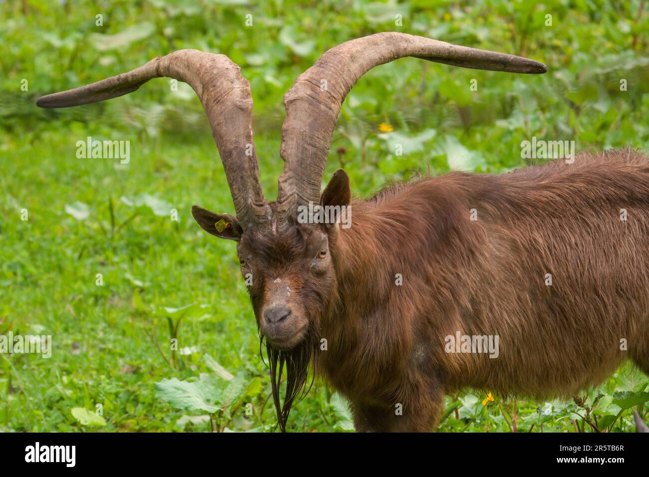 vecchio buck di capra con corna lunghe su un prato verde Foto Stock