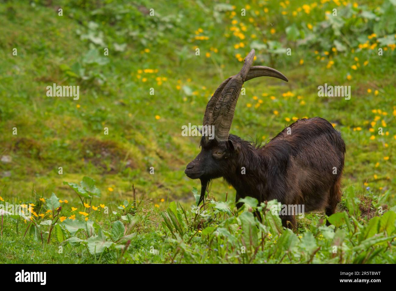 uno speciale vecchio capro buck con lunghe corna incrociate è pascolo su un prato verde Foto Stock