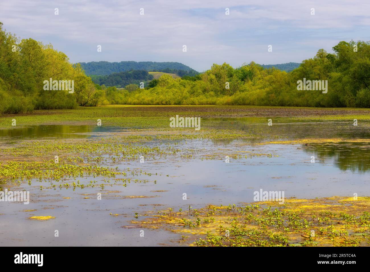 Vista panoramica della zona umida mentre fai una passeggiata nella natura durante la primavera sul Phipps Bend Trail vicino a Church Hill, Tennessee. Foto Stock