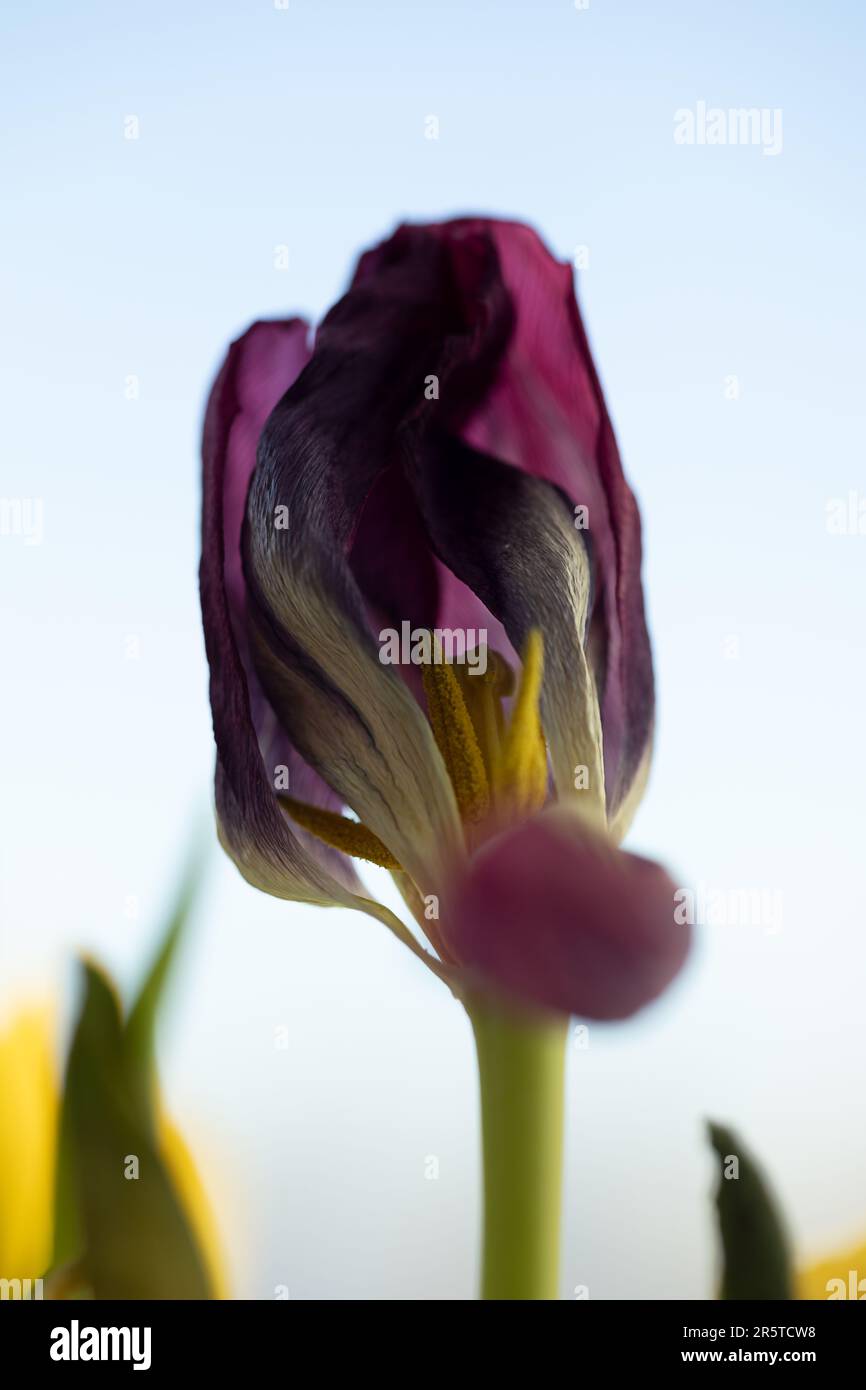 affievolimento tulpan fiore primo piano su sfondo blu Foto Stock
