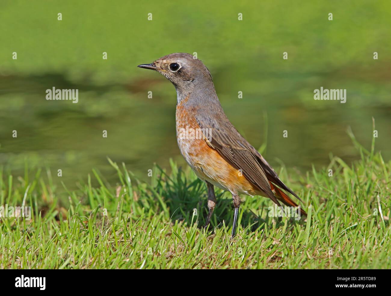 Comune Redstart (Fenicurus phoenicurus; phoenicurus) maschio immaturo in piedi su erba Eccles-on-Sea, Norfolk, UK Settembre Foto Stock