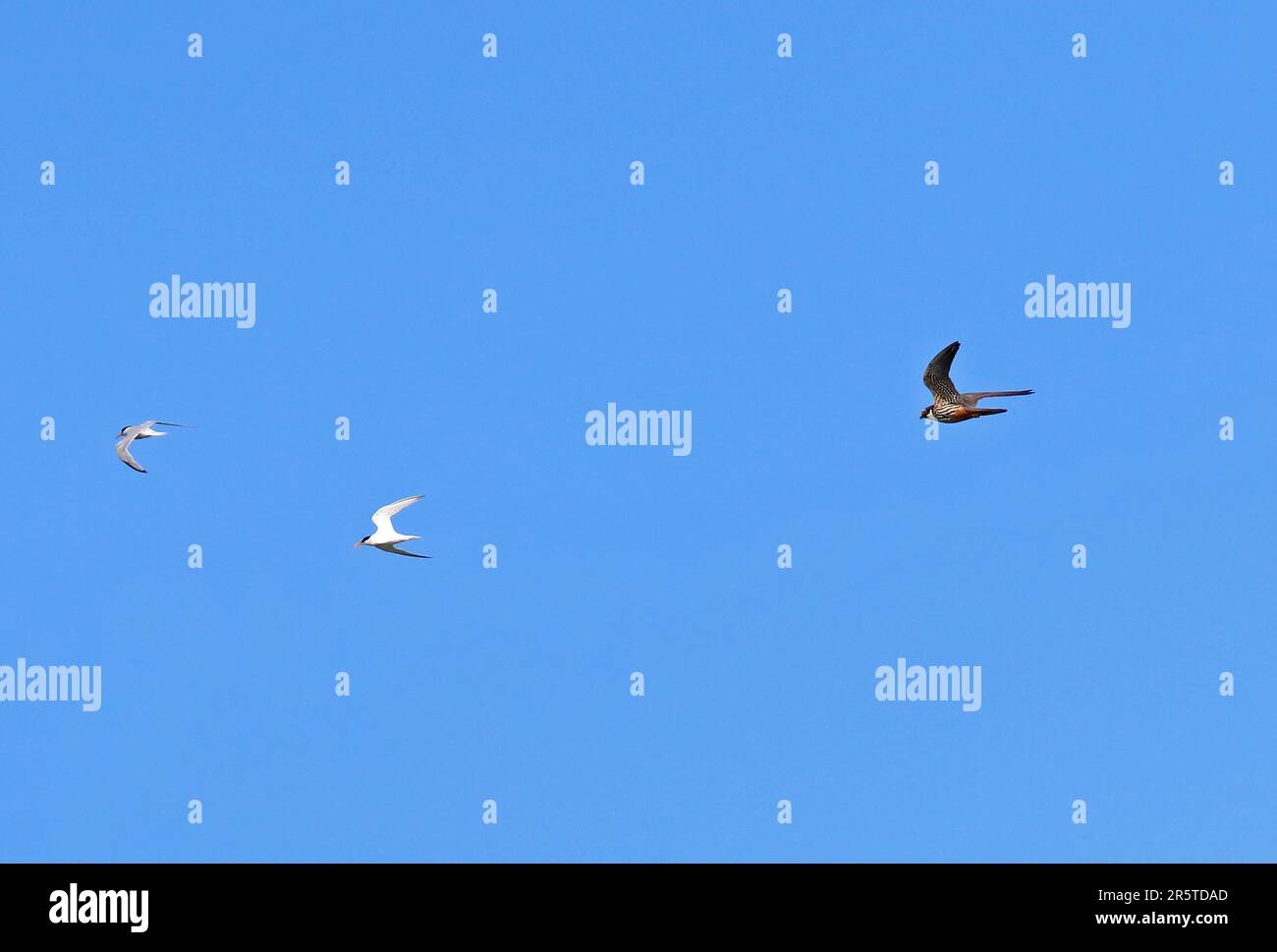 Hobby eurasiatico (Falco subbuteo subbuteo) affogato da Little Tern (Sternula albifrons albifrons) Eccles-on-Sea, Norfolk Luglio Foto Stock