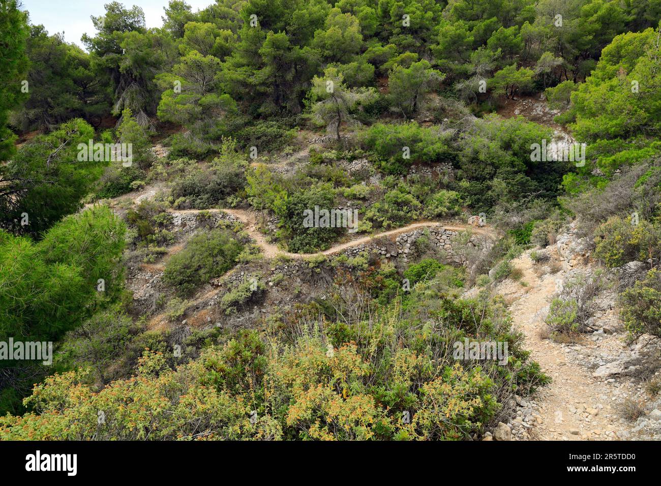 Sentiero attraverso la foresta di pinefore, Agistri, Isole Saroniche, Grecia. Foto Stock