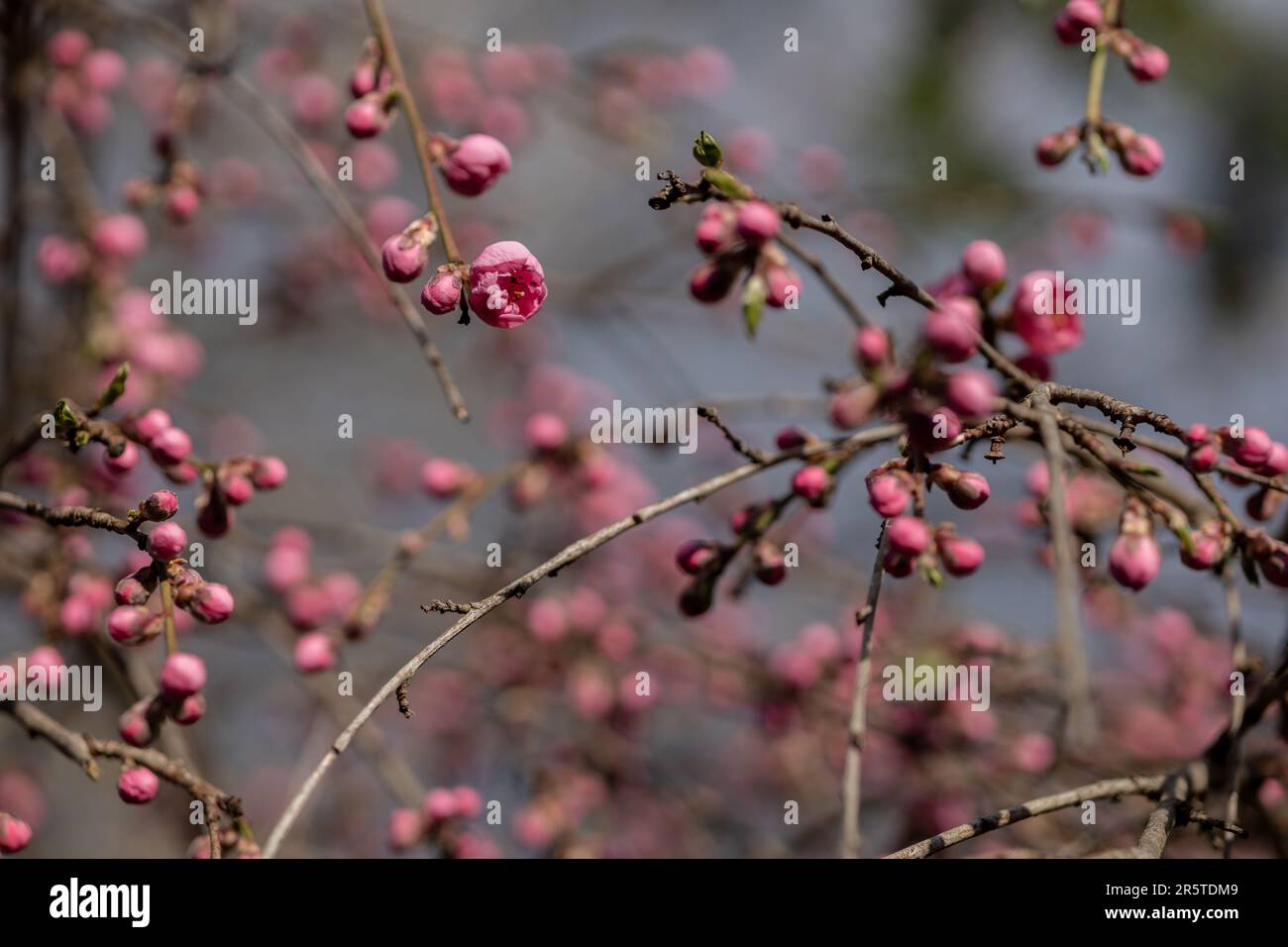 i fiori di sakura fioriscono sui rami dell'albero Foto Stock