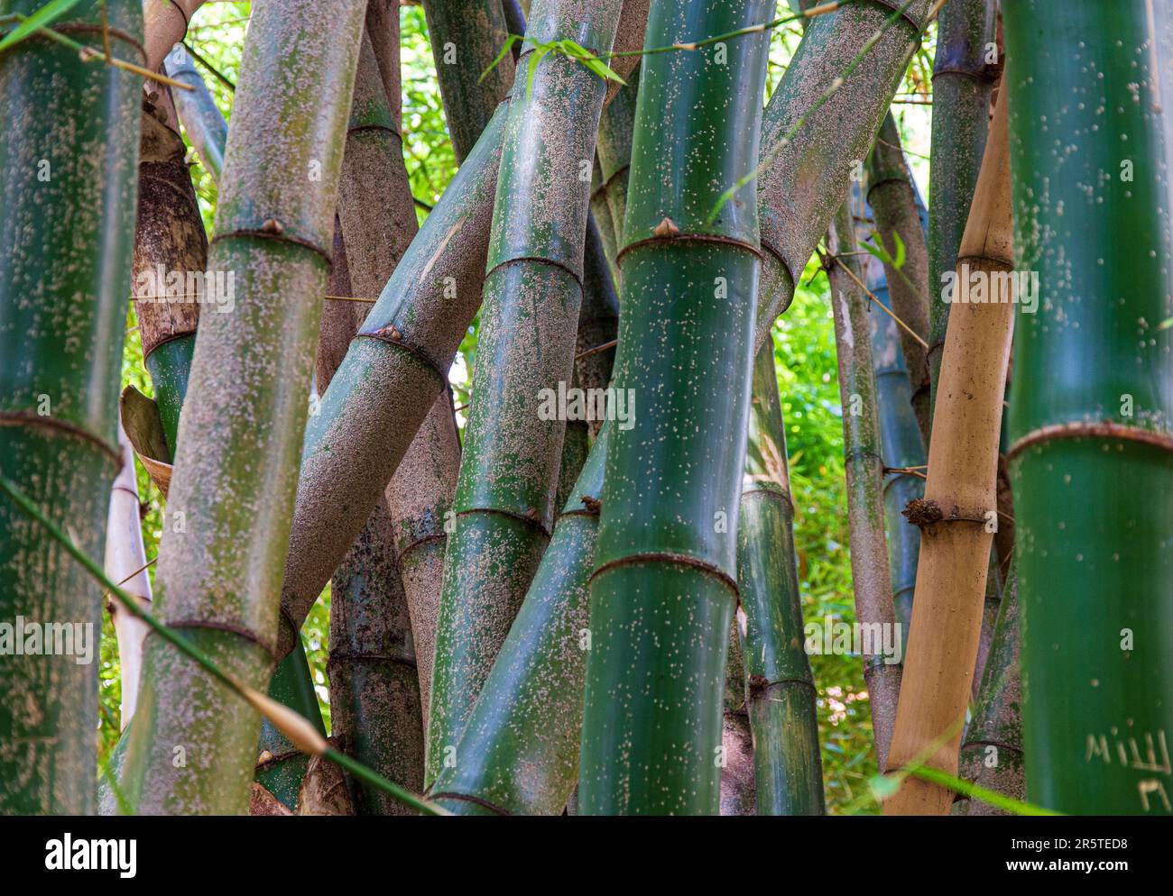 Bamboo Jardin Botanico Valencia, Spagna Foto Stock