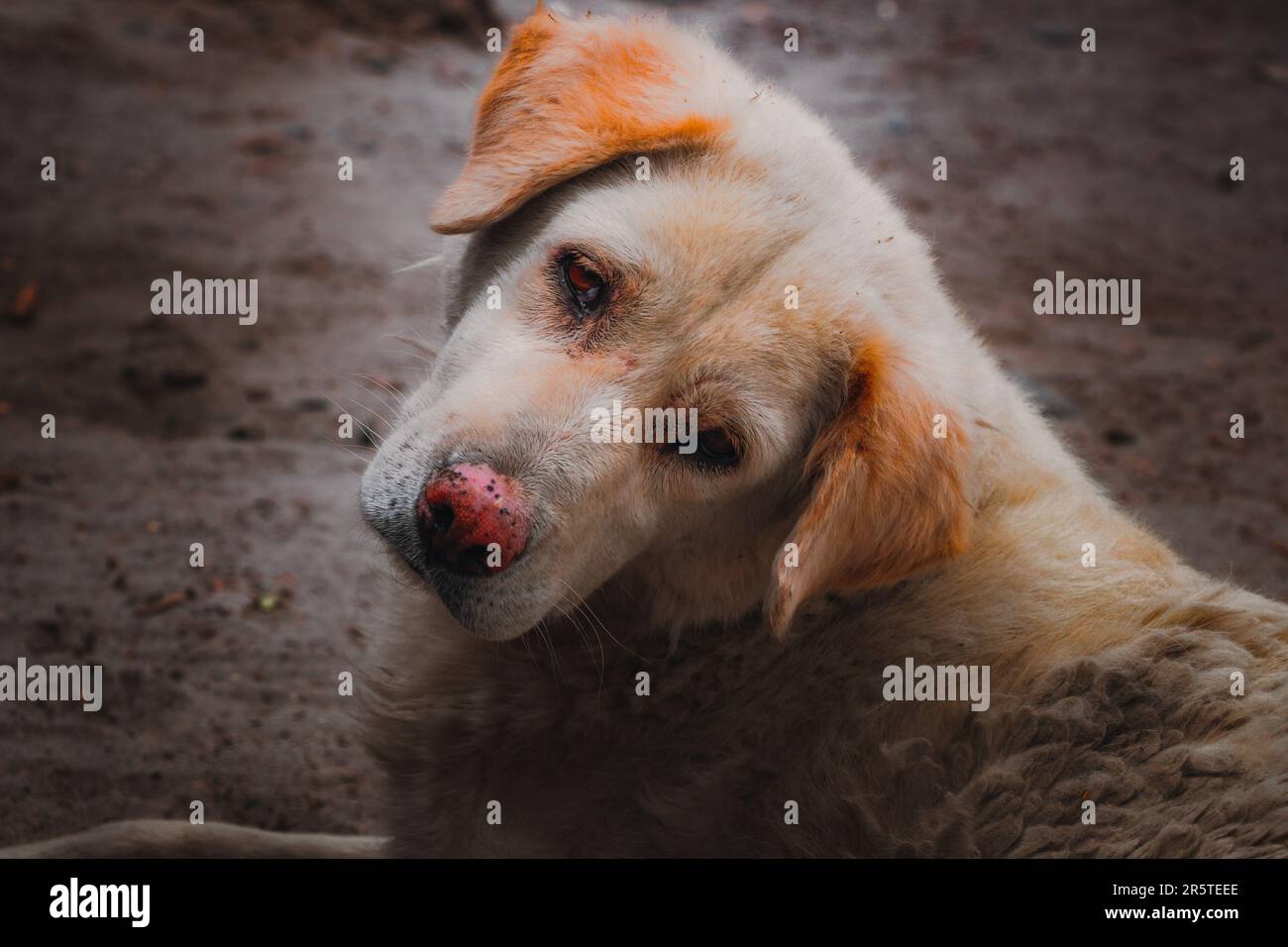 Un primo piano di un cane randagio sdraiato in un fango Foto Stock