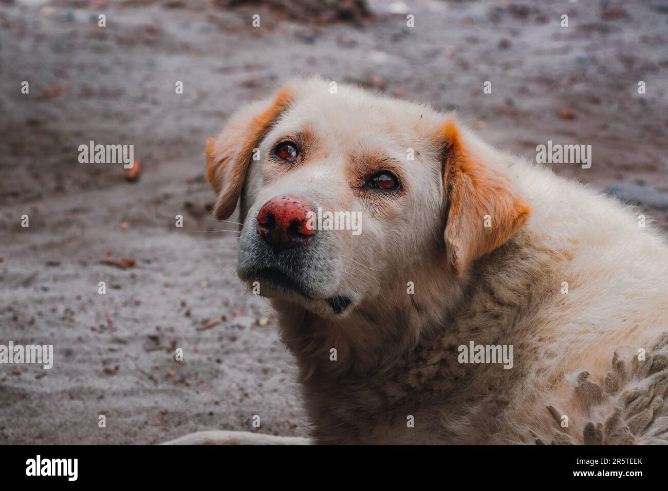 Un primo piano di un cane randagio sdraiato in un fango Foto Stock