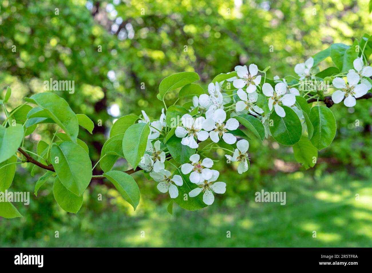 Primavera fioritura pera selvatica. Fioritura del ramo di pera. Primavera. Foto Stock