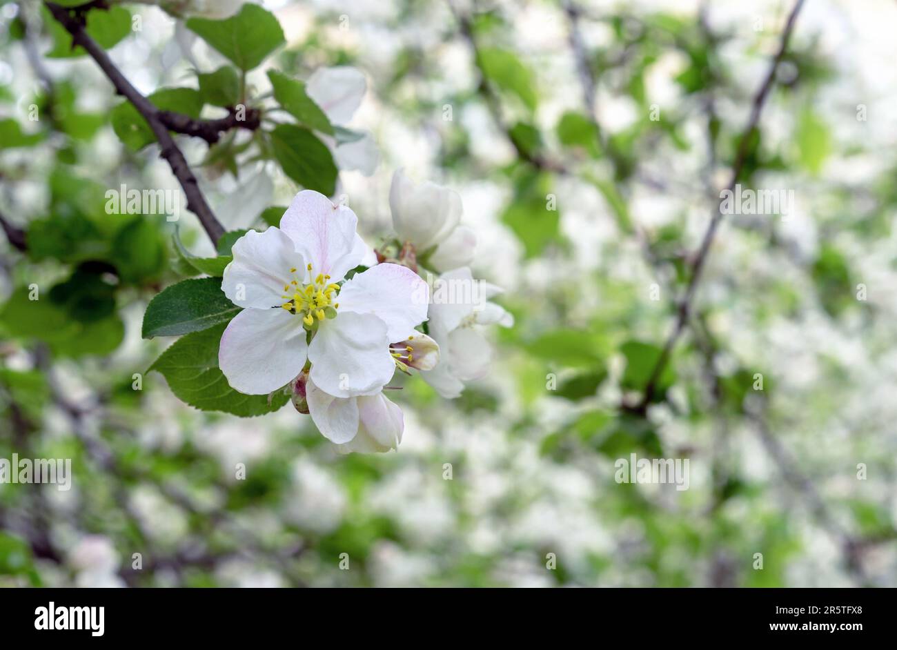 Primavera fioritura albero di mela selvatico. Ramo di un albero di mela fiorente. Primavera. Foto Stock